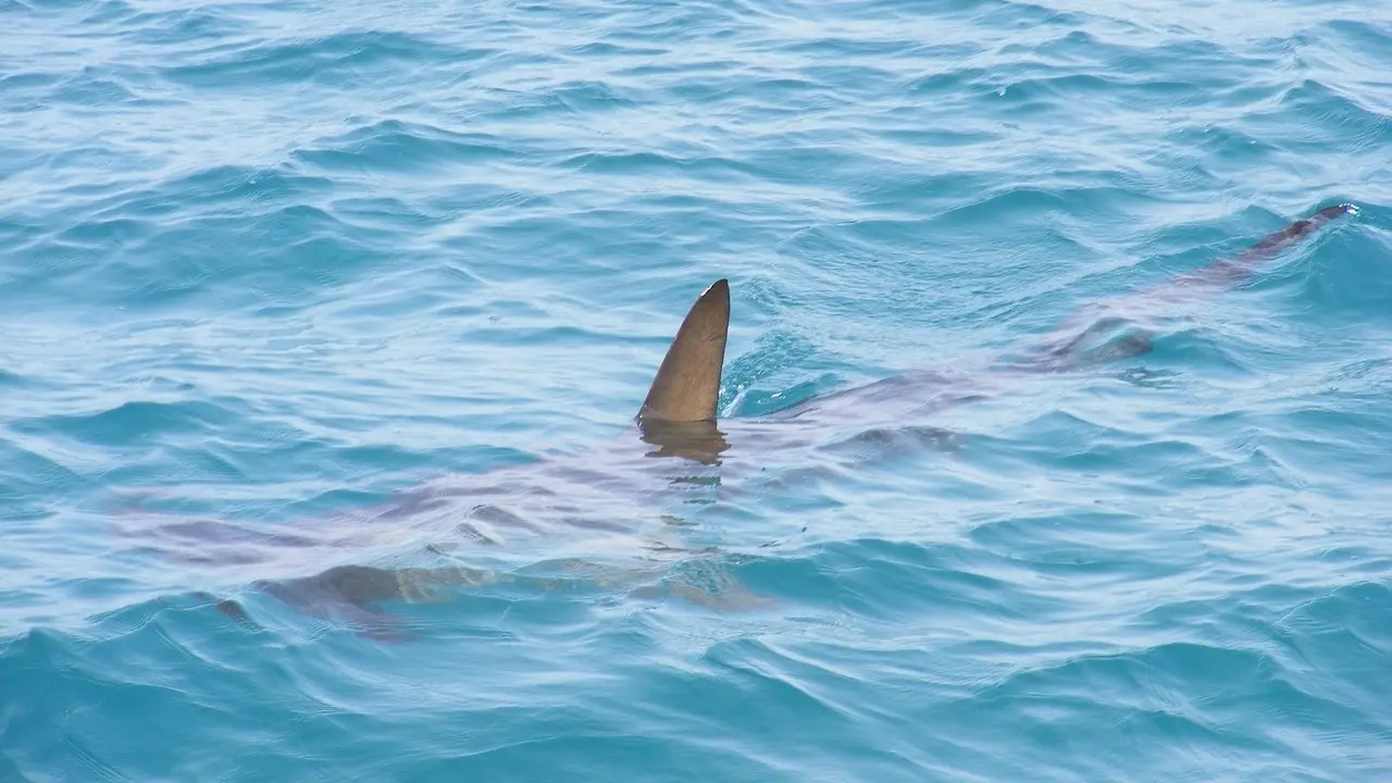 فيديو مرعب في مصر ما حقيقة ظهور سمكة القرش على سواحل العين السخنة 1688214949495 highres