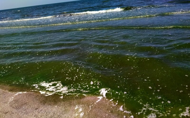 ماذا يحدث في شاطئ بورسعيد؟.. كلية العلوم توضح سبب ظهور لون أخضر في مياه البحر