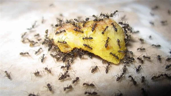 أهمية تنظيف لمنزل لردع النمل والذباب
