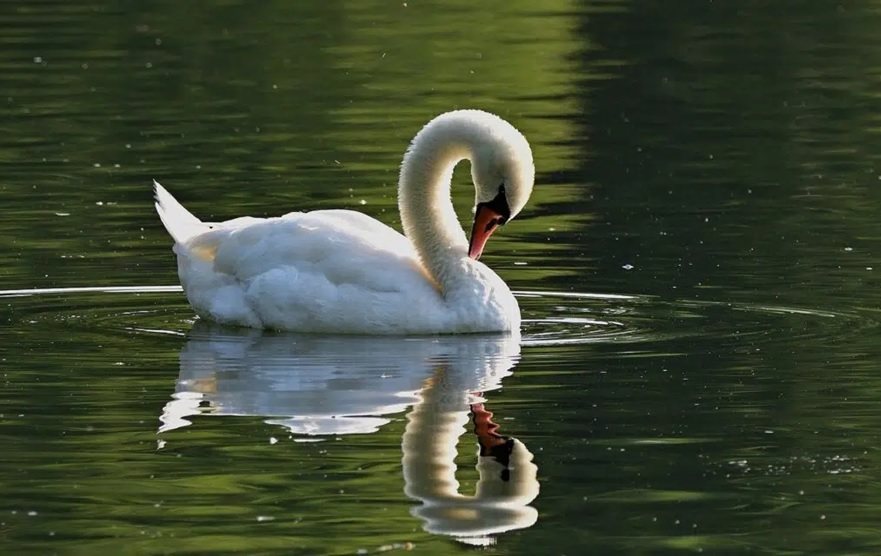 hidden images in optical illusions pictures swans hearts