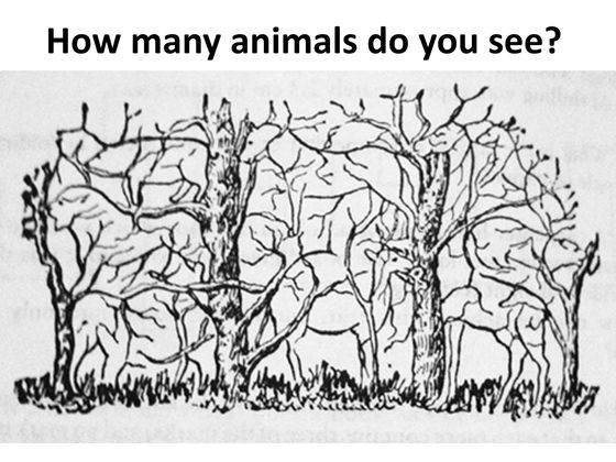 how many animals do you see
