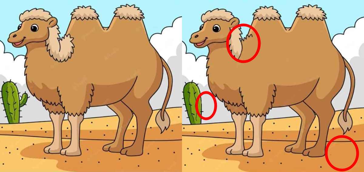 spot 3 differences camel solution