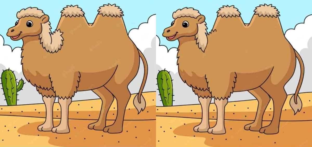 spot 3 differences camel