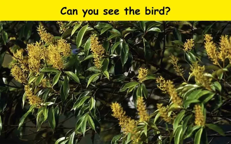 «لأصحاب النظر الخارق».. هل يمكنك اكتشاف الطائر المخفي خلال 10 ثوان؟ 