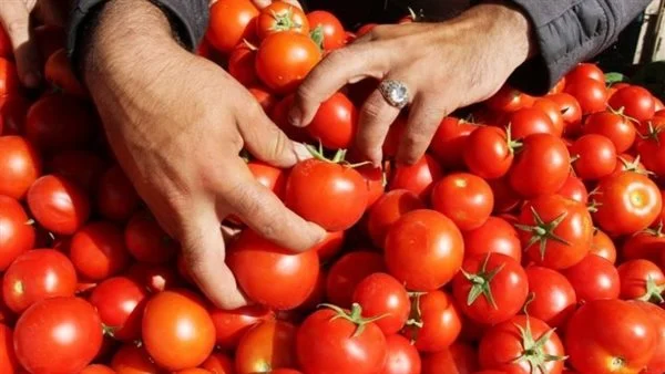 انخفاض أسعار الطماطم خلال الأيام القادمة