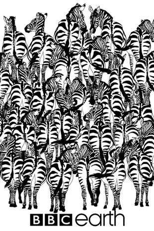 spot badger among zebras 1