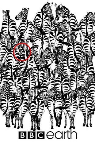 spot badger among zebras solution 1